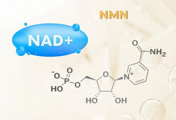 NMN benefits — what the research is actually studying