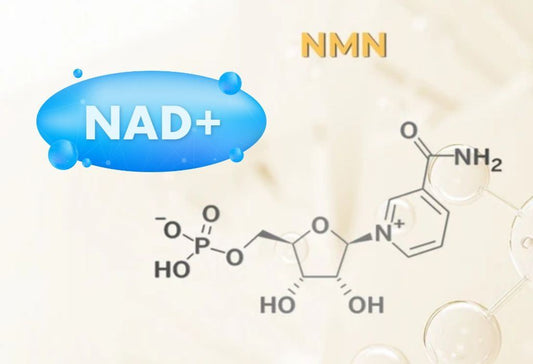NMN benefits — what the research is actually studying